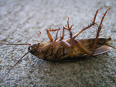 best way to kill roaches results are deadly