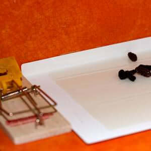 Sticky Mouse Traps: The Sticky Solution to Your Mouse ...