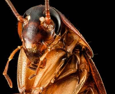 Do cockroaches bite? The American cockroach such as this on is reposible for many of the reports cases of bites.